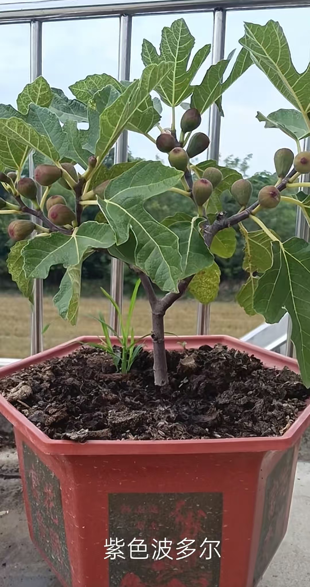 紫色波尔多（Violette de Bordeaux）